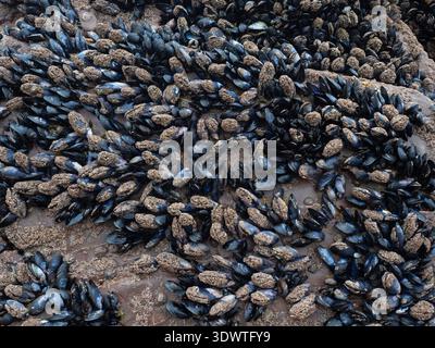 Mitili comuni Mytilus edulis su rocce sedimentarie alcune ricoperte di barnacli, Bude Beach, Cornovaglia, Regno Unito, novembre 2021 Foto Stock
