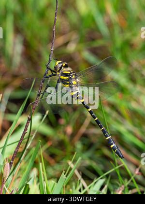 Libellula comune a cerchio dorato Cordulegaster boltonii maschio che si punge su un ramoscello, New Forest National Park, Hampshire, Inghilterra, Regno Unito Foto Stock