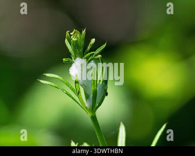 Rana comune Philaenus spumarius cuckoo sputare su Cacciatori comuni Galium aparine, Hilfield Hill Nature Reserve, Dorset County Council Reserve, Dors Foto Stock
