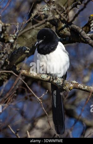 Magpie eurasiatiche Foto Stock