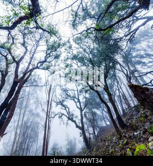 Una vista dall'angolo basso si affaccia su un ripido pendio roccioso in una foresta nebbiosa, caratterizzato da tronchi di alberi carbonizzati con fogliame verde sopravvissuto contro un cielo nebbioso. Foto Stock