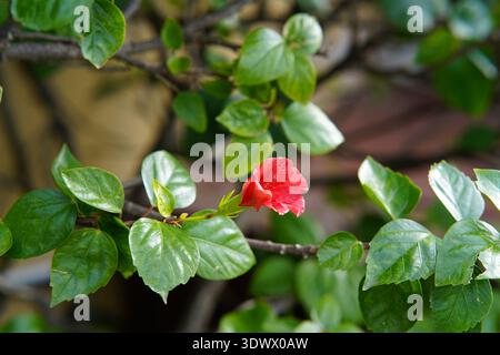Fioritura di ibisco rosso vivace sul ramo verde di Mentone in Francia. Mentone, Francia Foto Stock