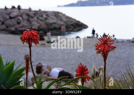 I fiori rossi caldi del poker in un'atmosfera nitida incorniciano la spiaggia di ciottoli con persone che si rilassano in un mare calmo.Mentone, Francia Foto Stock