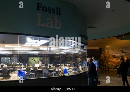 Fossil Lab presso la Brea Tar Pits e Page Museum di Los Angeles, CALIFORNIA, dove i ricercatori puliscono e preparano i fossili per la conservazione, l'esposizione e la ricerca Foto Stock
