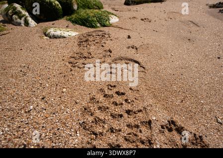 Impronte dei piedi nella spiaggia deserta spiaggia sabbiosa Regno Unito Foto Stock