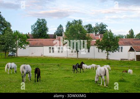 Pascolo verde con cavalli da pascolo e puledri davanti a bassi edifici bianchi stalla e alberi sotto un cielo parzialmente nuvoloso Foto Stock