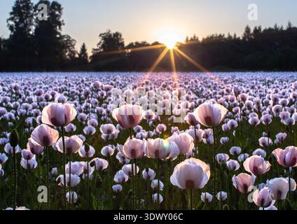 Campo segreto di papaveri da oppio che fioriscono sotto la calda luce del tramonto con i raggi del sole in un paesaggio rurale dell'Oxfordshire Foto Stock