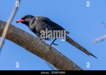 Piapiac (Ptilostomus afer) arroccato su un ramo, mostrando il suo piumaggio nero in Ghana. Foto Stock