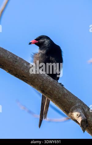 Piapiac (Ptilostomus afer) arroccato su un ramo, mostrando il suo piumaggio nero in Ghana. Foto Stock