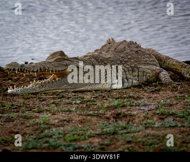 Coccodrillo del Nilo che riposa su Riverbank Foto Stock