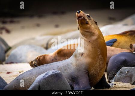Primo piano ritratto di un leone marino che riposa sulla spiaggia sabbiosa di la Jolla Cove California Foto Stock