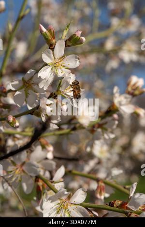 L'ape del miele raccoglie il nettare sulla fioritura delle mandorle all'inizio della primavera. Foto Stock