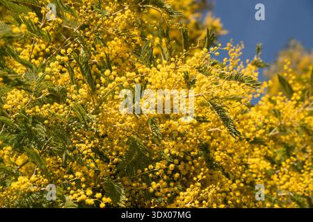 Primo piano della fioritura della mimosa (Acacia dealbata) con fiori gialli brillanti all'inizio della primavera. Foto Stock