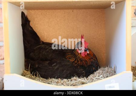 Gallina seduta in una scatola di nidificazione che dedica uova con biancheria da letto di paglia in una culla di pollo sul retro. Foto Stock