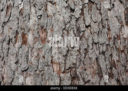 Primo piano della struttura della corteccia degli alberi che mostra motivi naturali e dettagli superficiali ruvidi. Foto Stock