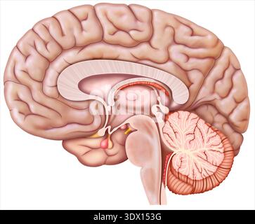 Anatomia del cervello e del tronco cerebrale, illustrazione. Il cervello e il tronco cerebrale sono parti centrali del sistema nervoso. Il cervello integra funzioni cognitive, sensoriali e motorie, mentre il tronco cerebrale si collega al midollo spinale e regola funzioni vitali come la respirazione, la frequenza cardiaca e il livello di coscienza. Foto Stock