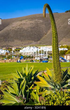 Vista ravvicinata delle piante succulente di agave di polpo che crescono vicino al paesaggio costiero a Pismo Beach, California, con luce naturale Foto Stock