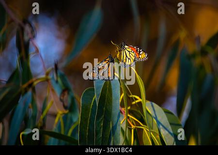 Vista ravvicinata delle farfalle monarchiche che riposano sui rami di eucalipto a Pismo Beach Butterfly Grove California, luce naturale del giorno Foto Stock