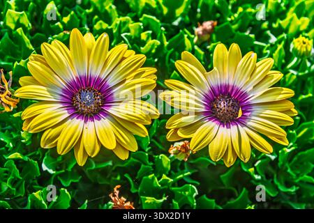 I fiori di bellezza Osteospermum Blue Eyed, noti anche come African Daisies nel giardino di Blayney. NSW, Australia. Foto Stock