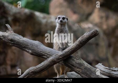 Meerkat in allerta sui rami secchi che guardano sentinella Foto Stock