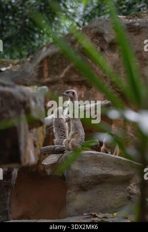 Meerkat in allerta sui rami secchi che guardano sentinella Foto Stock