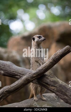 Meerkat in allerta sui rami secchi che guardano sentinella Foto Stock