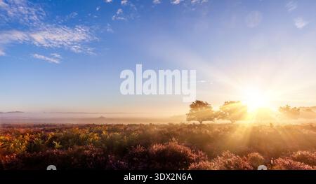 Incredibile alba su brughiera viola con cielo blu e piccole nuvole bianche. Paesaggio rurale con orizzonte naturale nel Norfolk, Inghilterra. Luce solare dell'alba con il sole Foto Stock