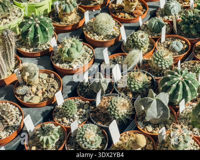 21 settembre 2025, Astana, Repubblica del Kazakistan: Una varietà di cactus in vasi esposti in un giardino botanico ad Astana. Forme e dimensioni diverse di cactus sono disposte ordinatamente su un tavolo. Foto Stock