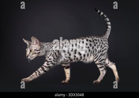 Splendido gatto argentato della savana, camminando lungo i lati. Guardare direttamente davanti alla telecamera. Isolato su sfondo nero. Foto Stock