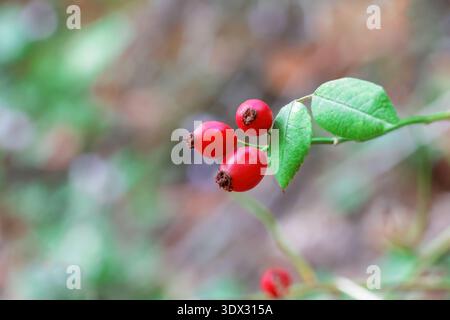 Frutto rosso sul ramo di Rosa multiflora o rosa giapponese o rosetta rambler o cespuglio, adatto per tè sano pieno di vitamina c, influenza o freddo Foto Stock