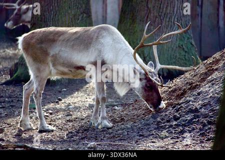 Renne (Rangifer tarandus) che pascolano a terra in un parco Foto Stock