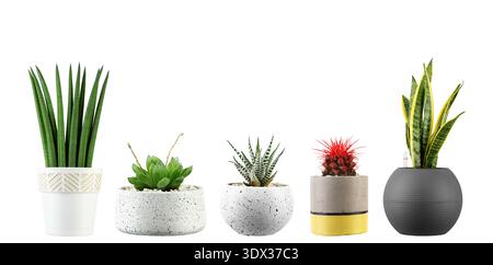 Una collezione orizzontale di diverse piante da interno tra cui Sansevieria, Haworthia e un cactus rosso fiorito. Isolato su sfondo bianco, perfetto f Foto Stock
