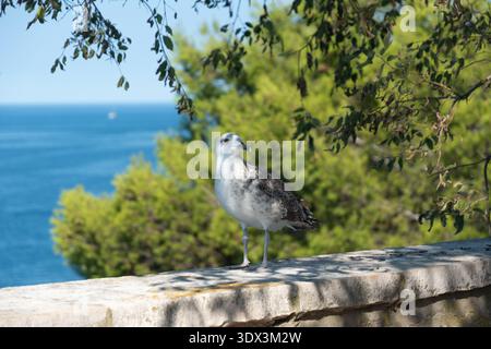 Gabbiano sul muro di pietra sul mare Adriatico, Croazia Foto Stock
