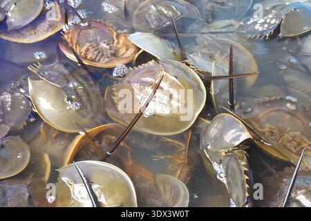 granchio a ferro di cavallo che nuota in bin wating rilasciato in mare per le specie conservate in futuro Foto Stock
