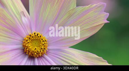 Immagine a tutto campo del Cosmos bipinnatus Apricotta, illuminata dal sole, che mette a fuoco i scintillanti petali rosa rosa e gli stami centrali gialli Foto Stock