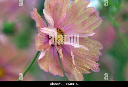 Cosmos bipinnatus Apricotta con cornice completa su uno sfondo rosa/verde, che mette a fuoco i petali rosa e gli stami gialli con una gioiosa immagine estiva Foto Stock