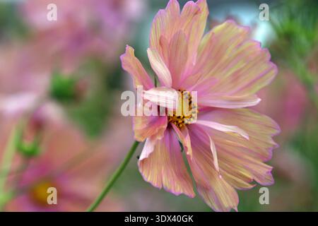 Cosmos bipinnatus Apricotta con cornice completa su uno sfondo rosa/verde, che mette a fuoco i petali rosa e gli stami gialli con una gioiosa immagine estiva Foto Stock