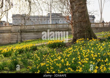 Centinaia di narcisi in fiore a St James's Park con Buckingham Palace sullo sfondo, Londra, Inghilterra Foto Stock