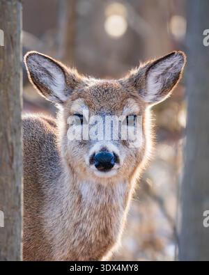 Ritratto di un giovane cervo dalla coda bianca (Odocoileus virginianus) che si è presentato tra gli alberi Foto Stock