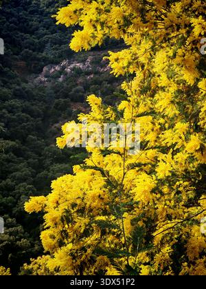 Valle di mimosa gialle in Francia e fiore da vicino Foto Stock