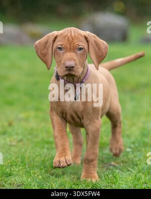 Cucciolo ungherese Vizsla che cammina verso la macchina fotografica sull'erba Foto Stock