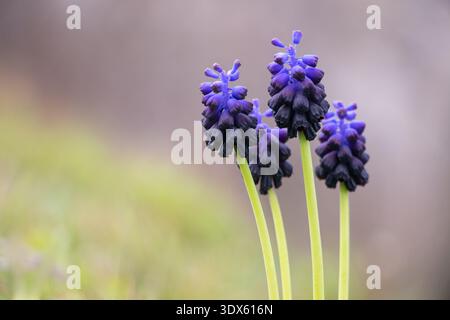 Primo piano di fiori di Giacinto d'uva (Muscari) con morbido sfondo pastello e luce naturale primaverile in Grecia, dettagli minimi di composizione floreale. Foto Stock