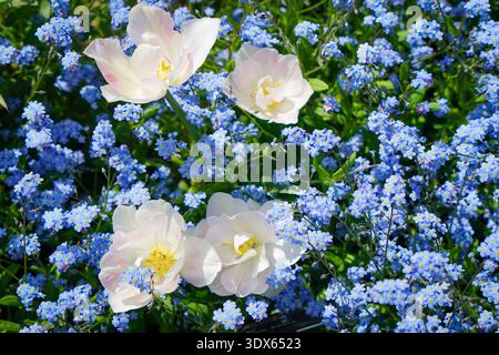 Tulipani bianchi tra Myosotis (Blue Forget-me-nots) nel giardino di primavera Foto Stock