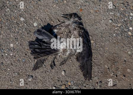 Corvo giovanile morto su ghiaia, con piume grigio-nero arricciate, becco aperto e un'ala parzialmente spalmata alla luce del sole Foto Stock