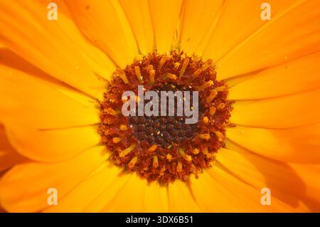 Primo piano di una calendula inglese (Calendula officinalis) Foto Stock