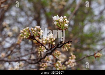 Bradford Pero fiorito con fiori e boccioli bianchi e rosa. Foto Stock