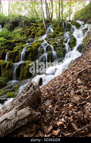 Cascata coperta di muschio che scorre sopra le rocce con foglie cadute e un tronco di alberi in un ambiente forestale Foto Stock
