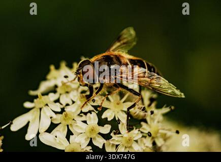 Golden Hoverfly Gathering Nectar da White Blossom. Peaceful Insect impegnato nell'impollinazione di Bright Flower Foto Stock