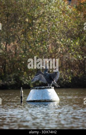 Grande cormorano che preserva piume primo piano Foto Stock