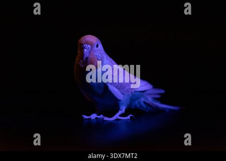 Foto in basso di una budgie blu illuminata con luce viola, creando effetti di colore surreali e insoliti sulle sue piume. Foto Stock